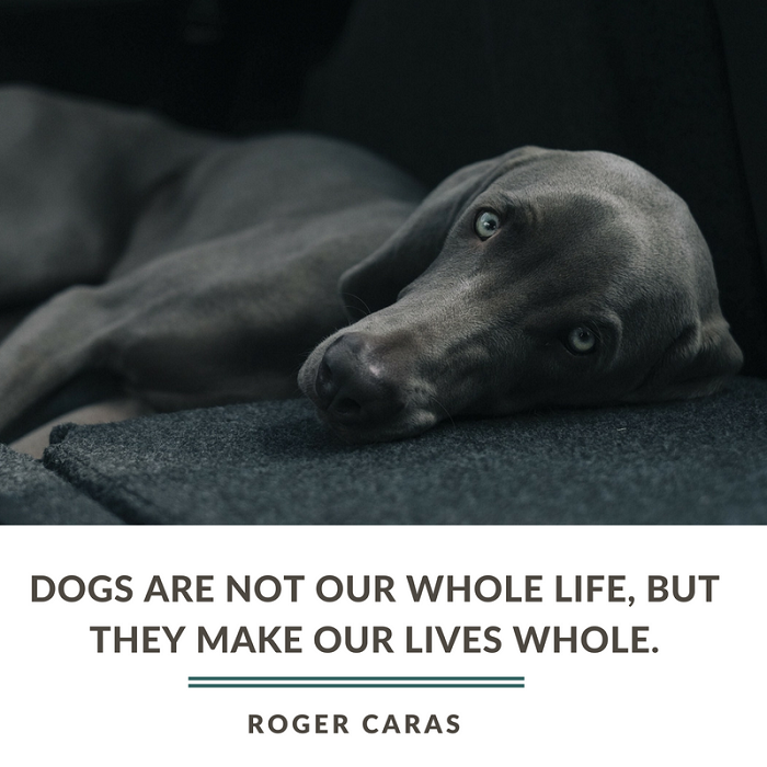 25 Powerful Quotes About Losing a Dog & Dealing With Grief - Puppy Leaks