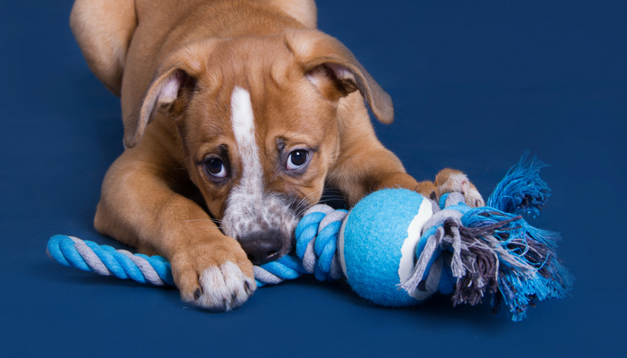 11 Interactive Dog Toys To Entertain Energetic Pups