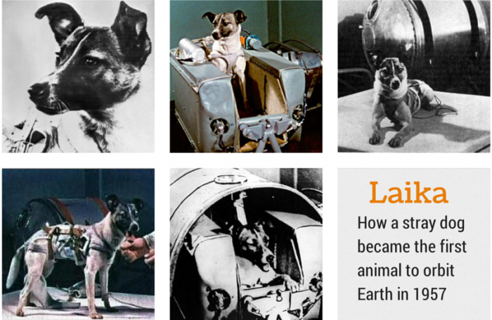 how long have dogs been on the earth