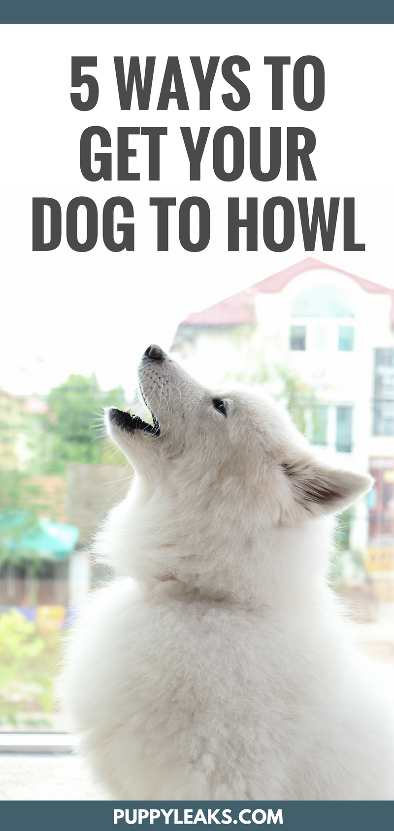 Dog Howling 5 Easy Ways To Make Your Dog Howl Puppy Leaks