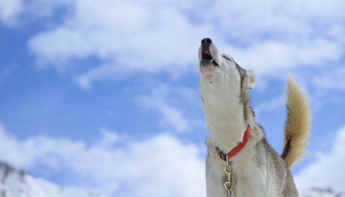 Dog Howling 5 Easy Ways To Make Your Dog Howl Puppy Leaks