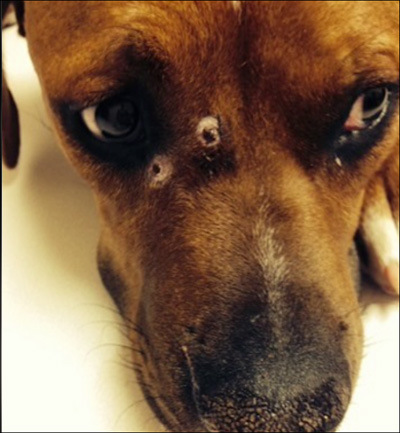 Dog Returns Home with 3 Gunshots Wounds - Puppy Leaks