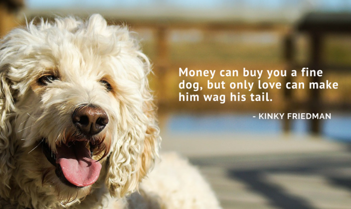 100 Of The Best Dog Inspired Quotes Puppy Leaks