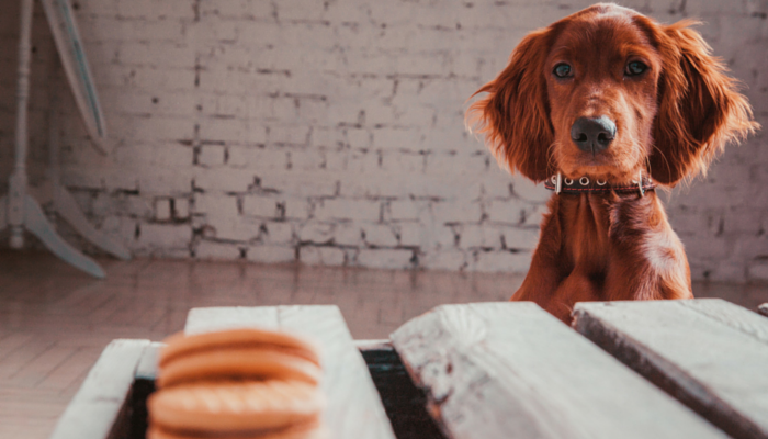 3 Easy Ways to Stop Your Dog From Begging