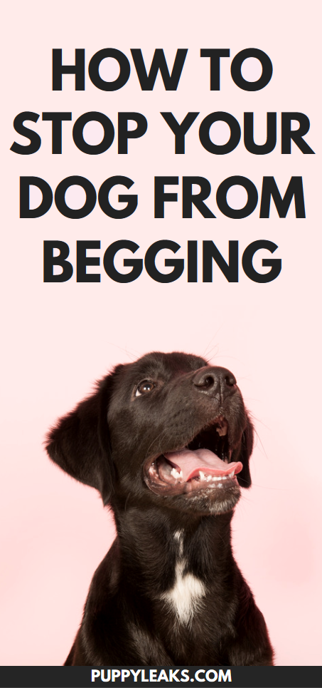 Tips to stop your dog from begging