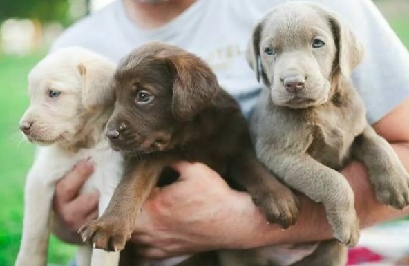 puppies for sale near me craigslist