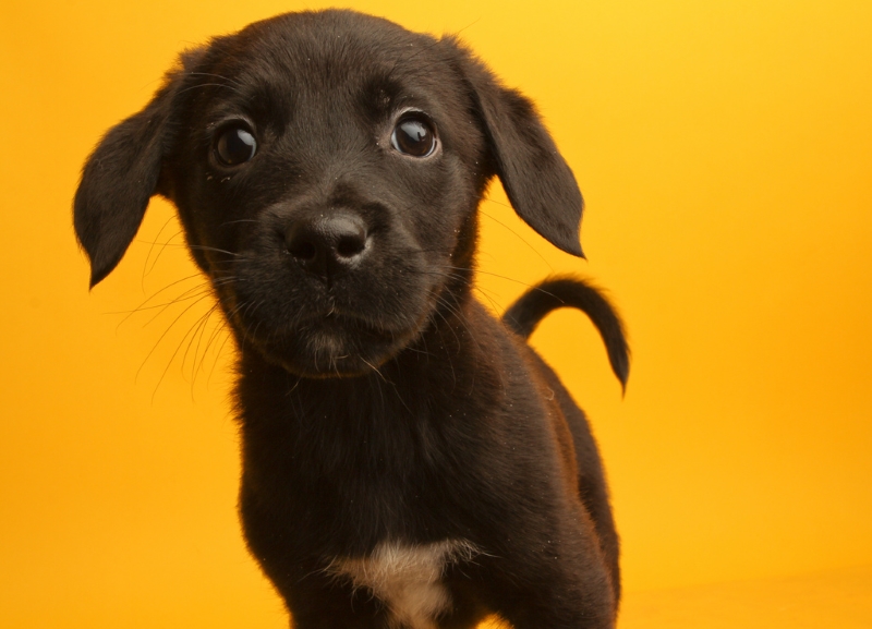 Help Animal Shelters Without Leaving Home Puppy Leaks