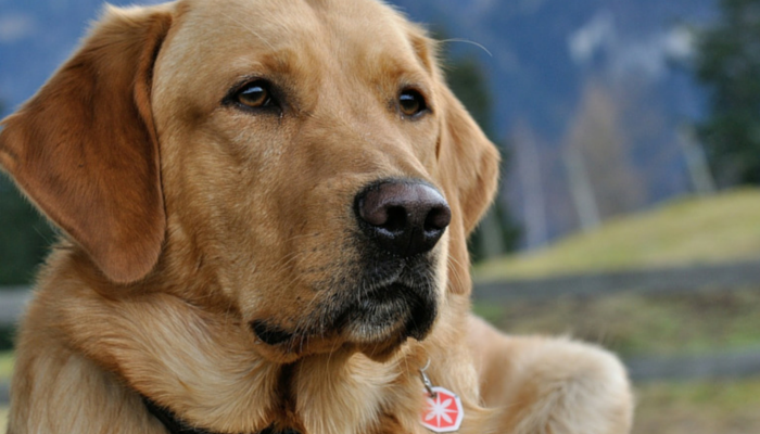 Dogs To Detect Breast Cancer In New Trial Puppy Leaks