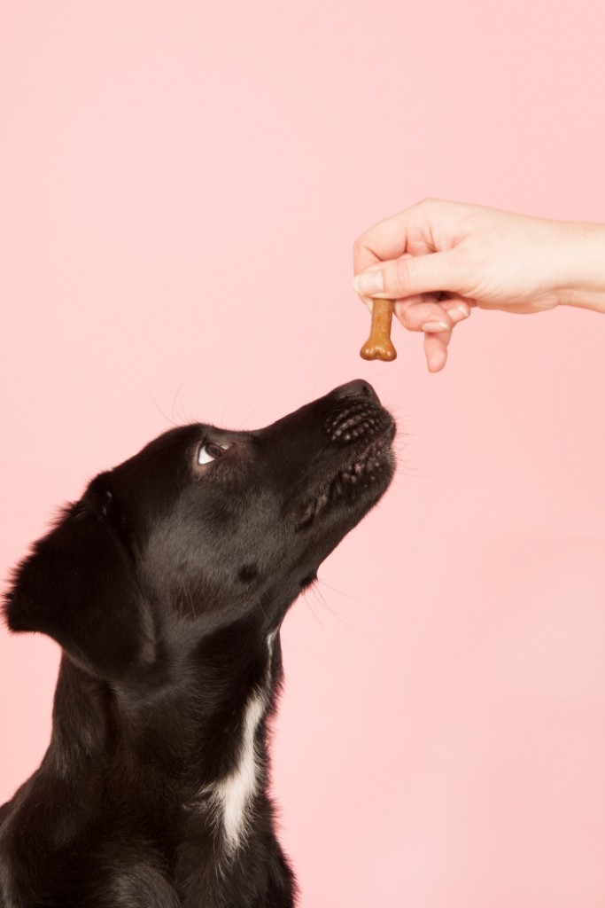 5-benefits-of-hand-feeding-your-dog-puppy-leaks