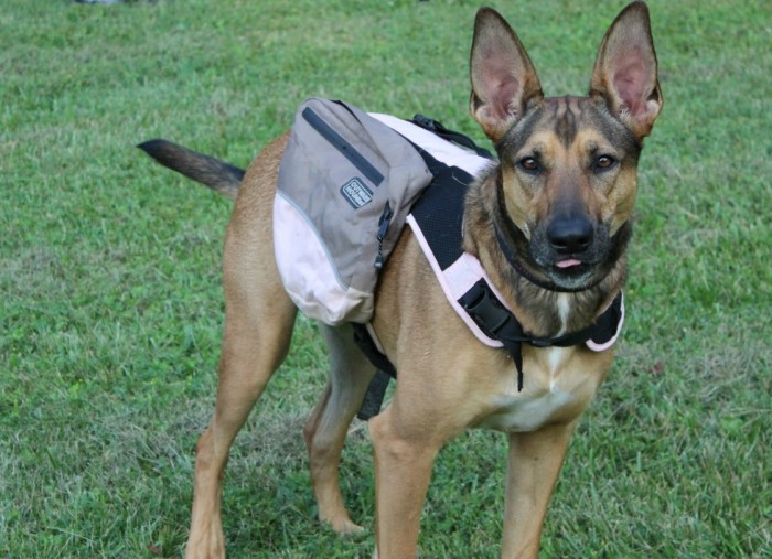Kyjen Outward Hound Dog Backpack Review - Puppy Leaks
