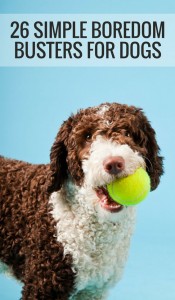 dog toys for bored dogs
