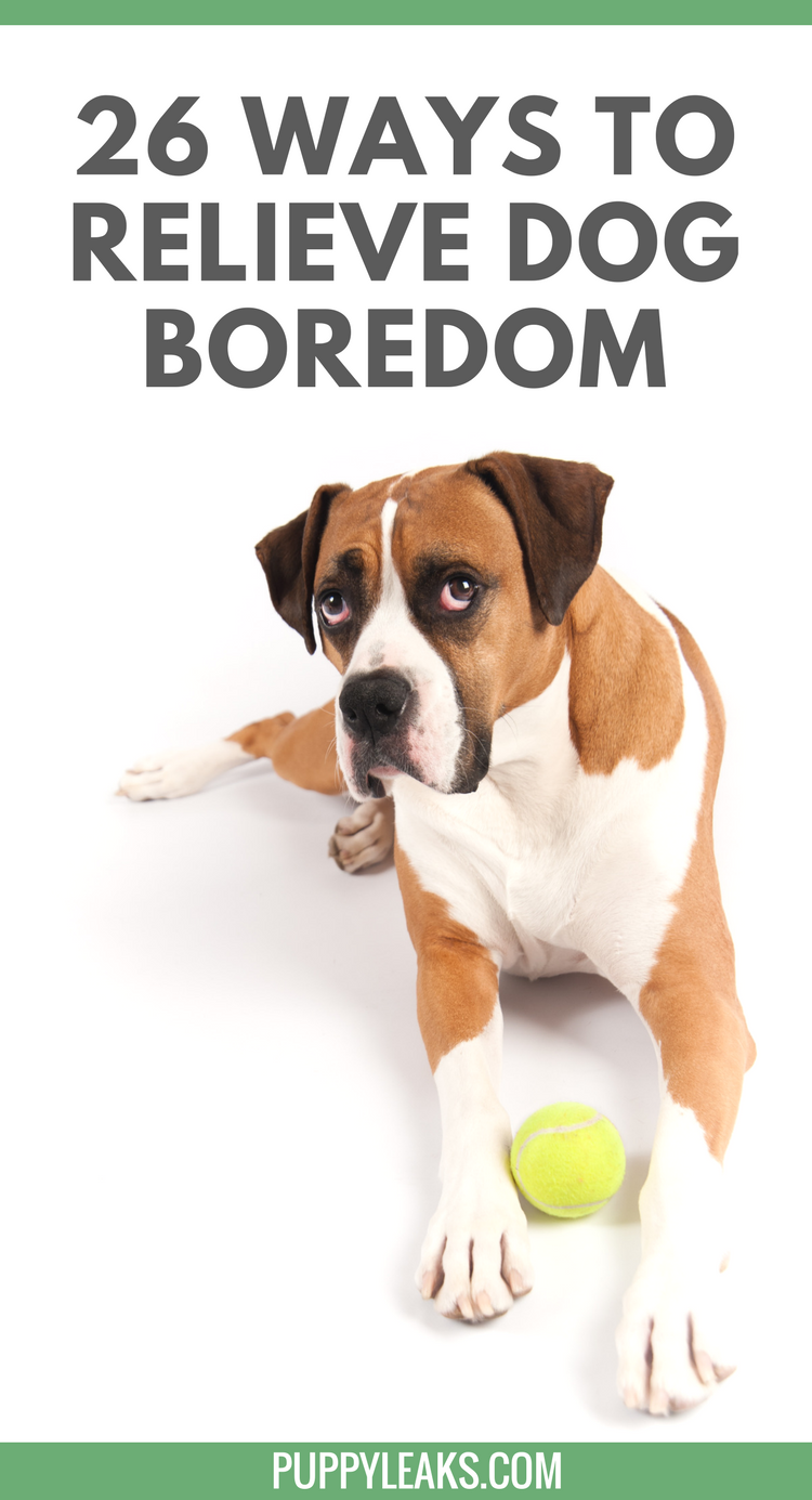 Simple Ways To Relieve Dog Boredom 