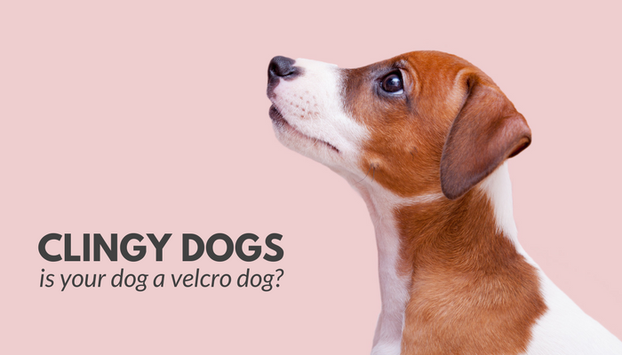 velcro dog breeds