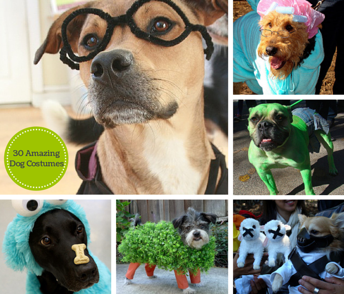 30 Amazing Dog Costumes for Halloween - Puppy Leaks