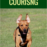 The Beginners Guide to Lure Coursing for Dogs - Puppy Leaks