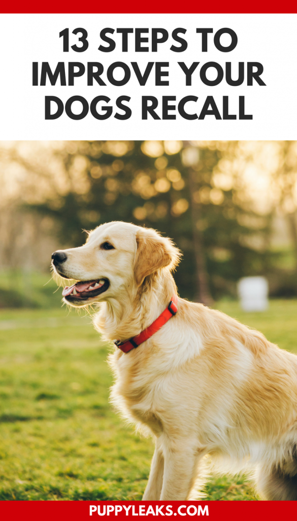 13 Simple Steps To Improve Your Dogs Recall - Puppy Leaks