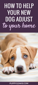 10 Tips to Help Your Dog Adjust to Your Home - Puppy Leaks