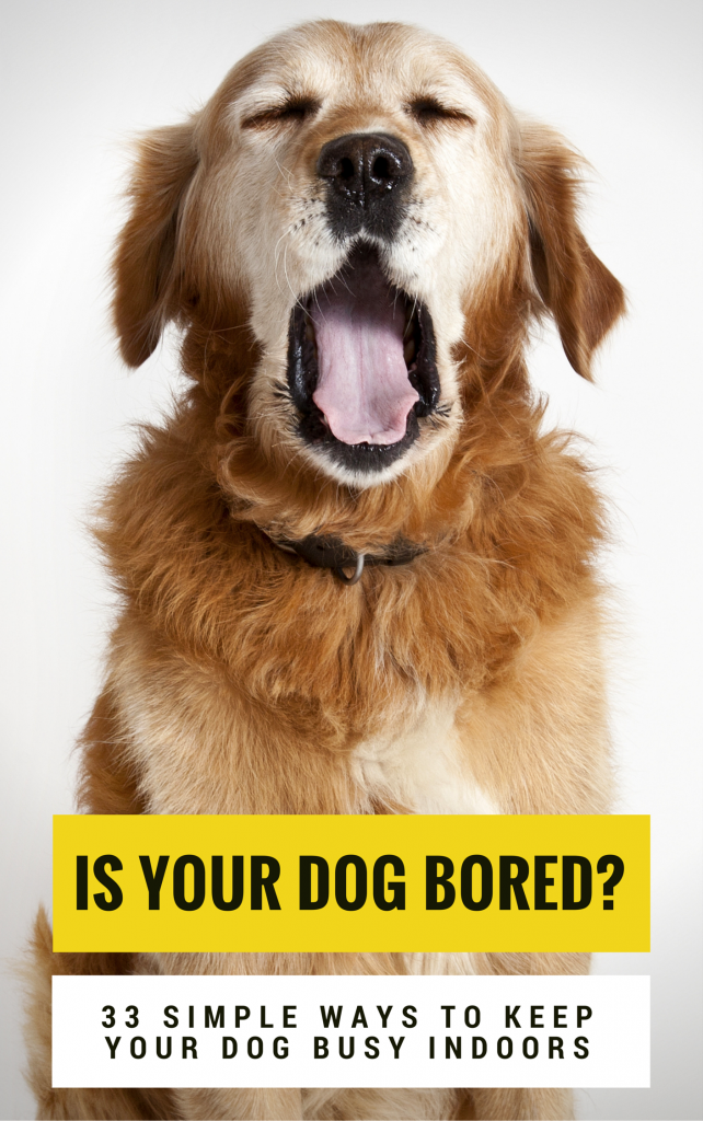 Home-alone boredom busters for dogs - keep them safe, busy & stimulated