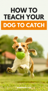How to Teach Your Dog to Catch - Puppy Leaks