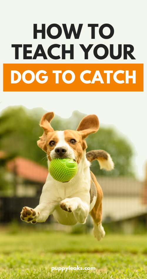 How to teach your dog to catch