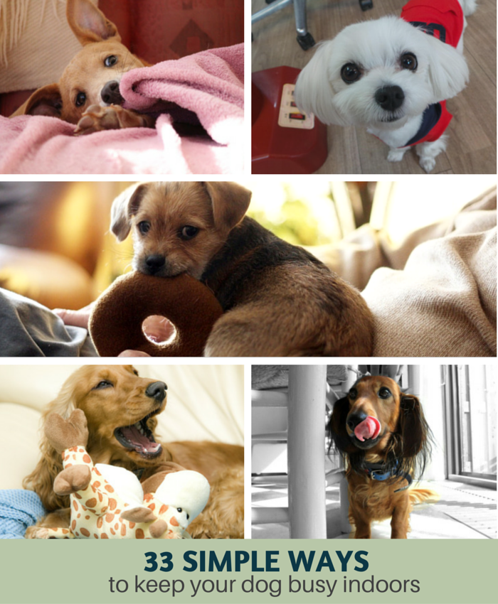 Portland Relocation Services 33 Simple Ways to Keep Your Dog Busy