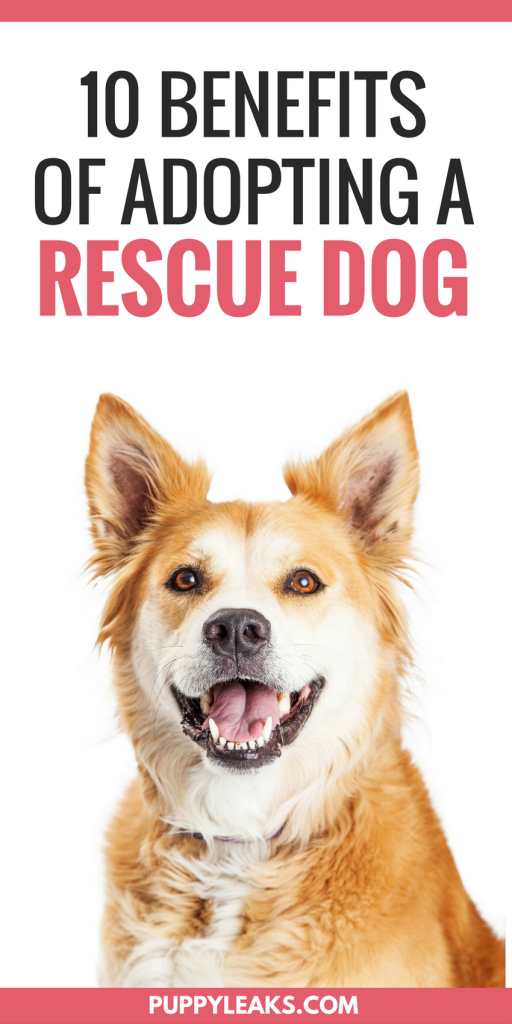 10 Benefits of Adopting a Rescue Dog Puppy Leaks