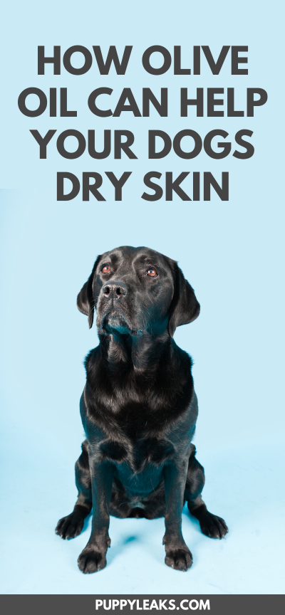 dog dry skin home remedy