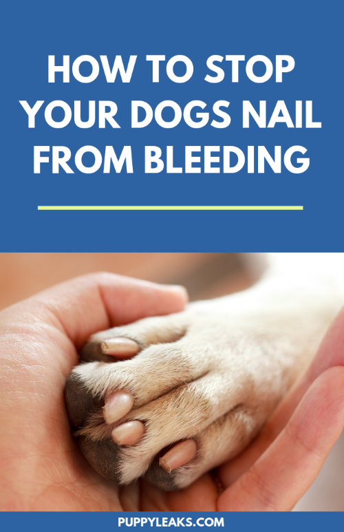 4 Easy Ways to File a Dog's Nails - wikiHow