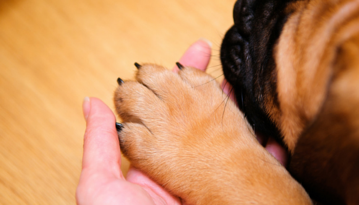 how long should your dogs nails be