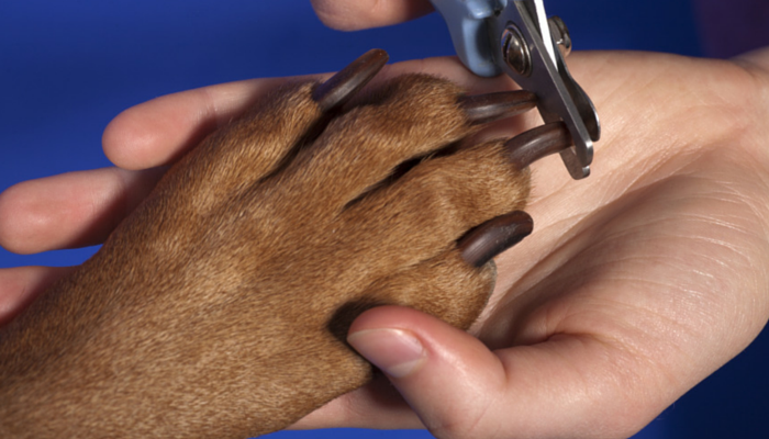 5 Ways To Stop Your Dogs Nail From Bleeding Puppy Leaks