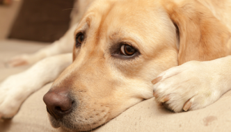 The Risks of Using Ace as a Sedative For Fearful Dogs - Puppy Leaks