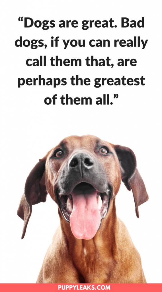 100 Of The Best Dog Quotes Puppy Leaks