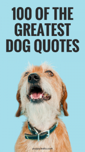 100 of the Best Dog Quotes - Puppy Leaks