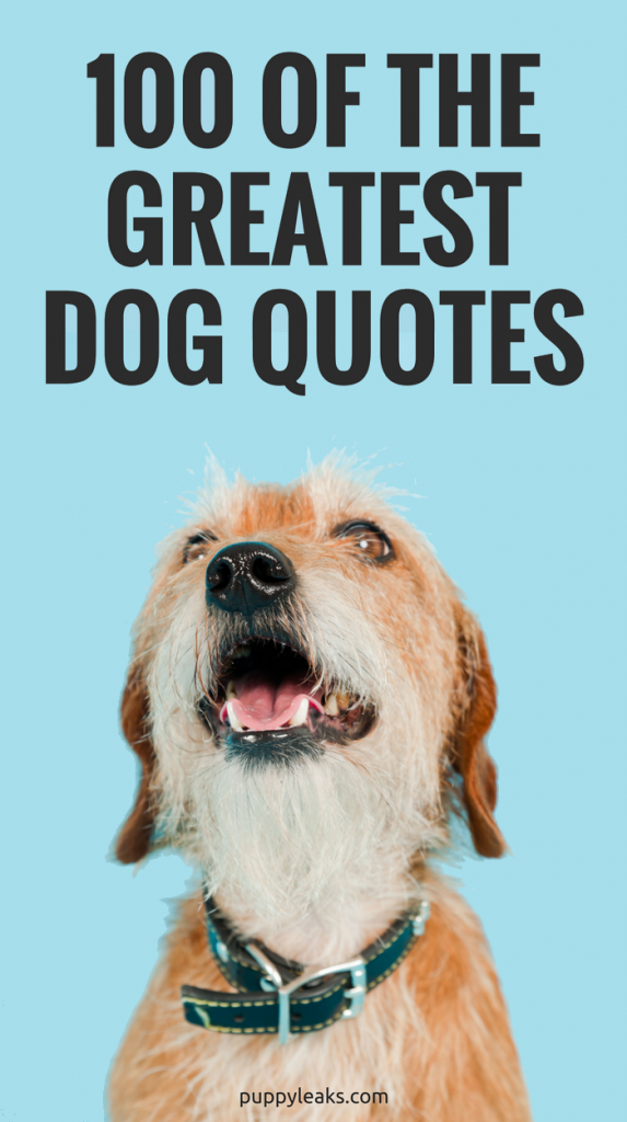 100 of the Best Dog Quotes - Puppy Leaks