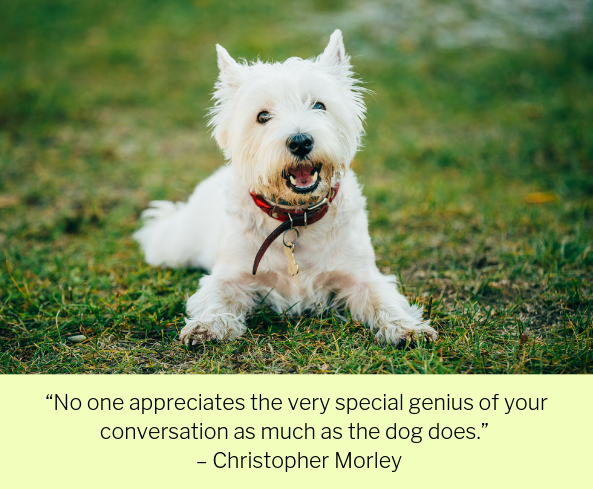 quotes about dogs pet