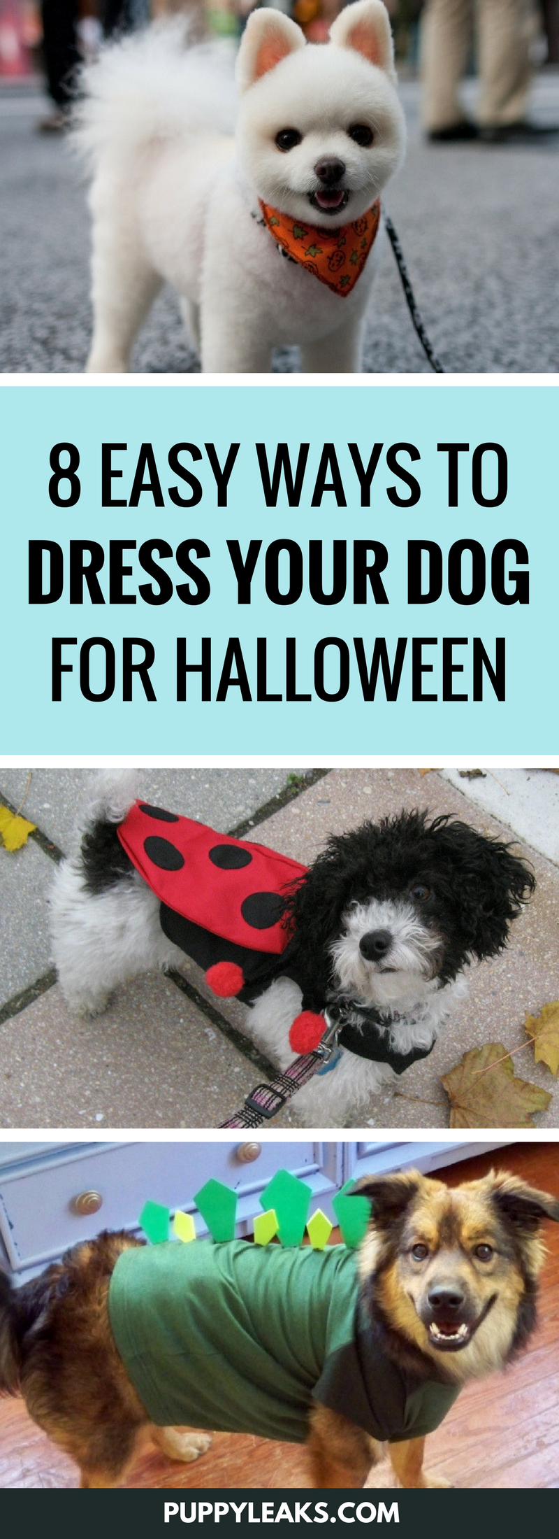 How to Teach Your Dog to Wear a Halloween Costume 