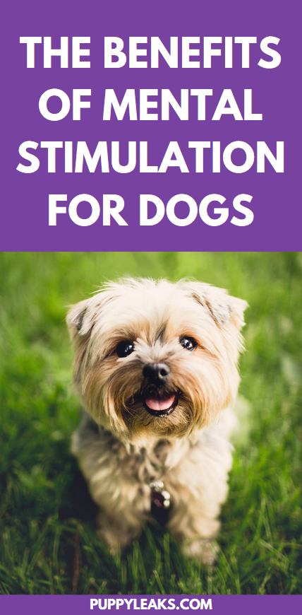 Benefits of mental stimulation for dogs