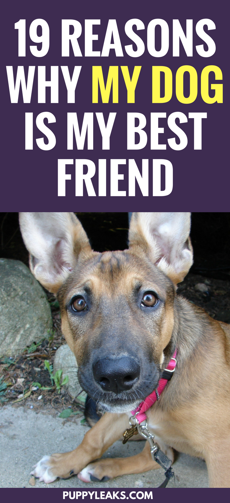 how do you tell if your dog is your best friend