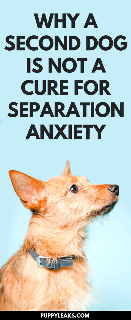 curing dog separation anxiety quickly