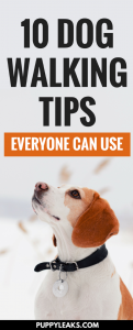 10 Dog Walking Tips Everyone Should Know - Puppy Leaks