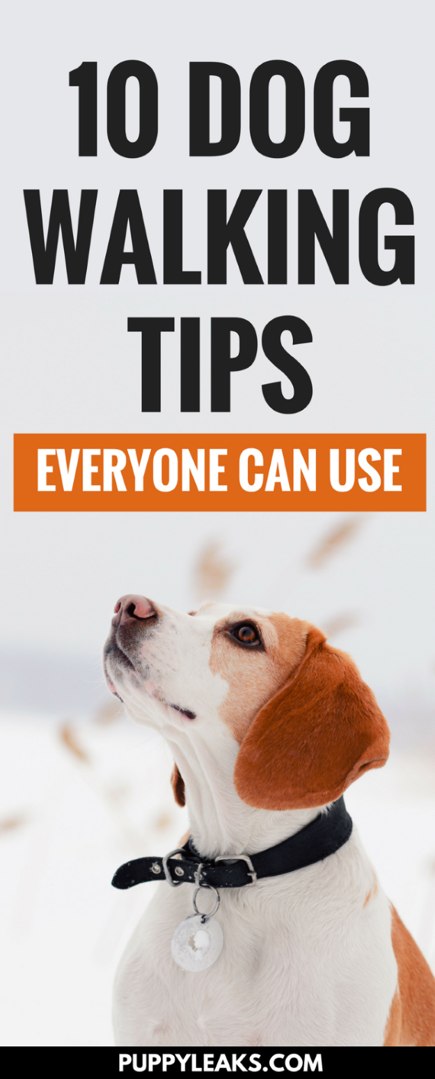 Dog Walking Tips