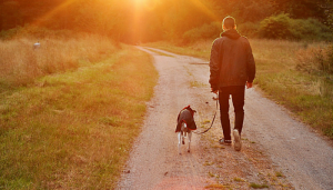 10 Dog Walking Tips Everyone Should Know - Puppy Leaks