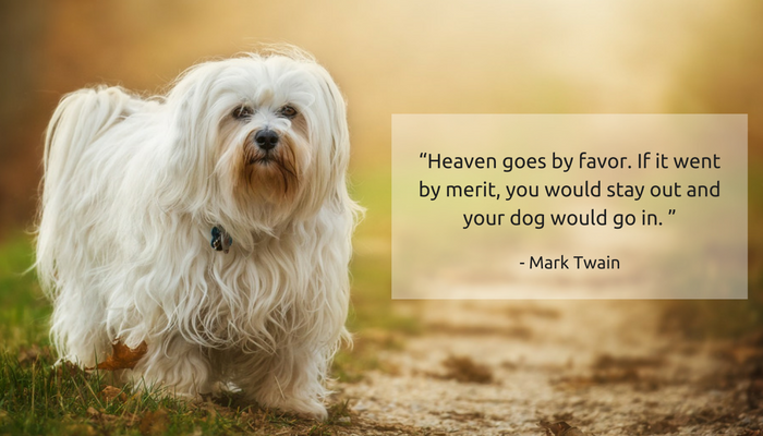 25 Powerful Quotes About Losing a Dog & Dealing With Grief - Puppy Leaks