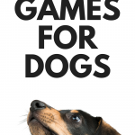Scent Games & Nose Work for your dog 