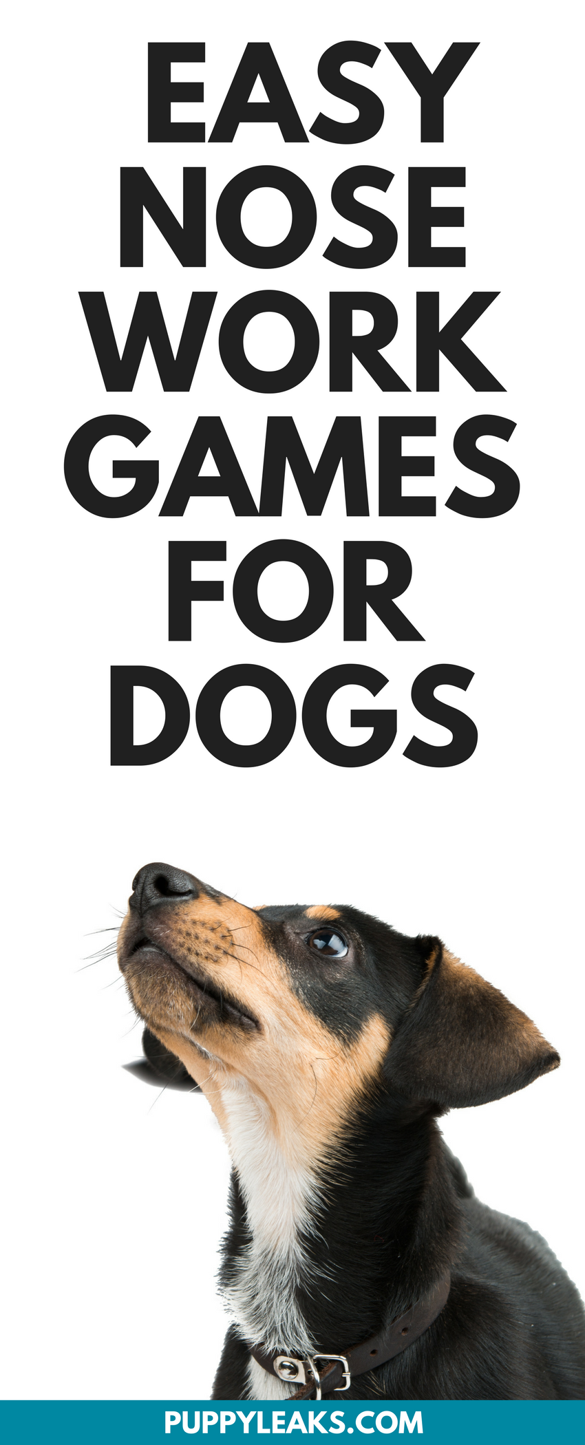 Three Simple Nose Work Games to Play With Your Dog – Tail Tales Haven