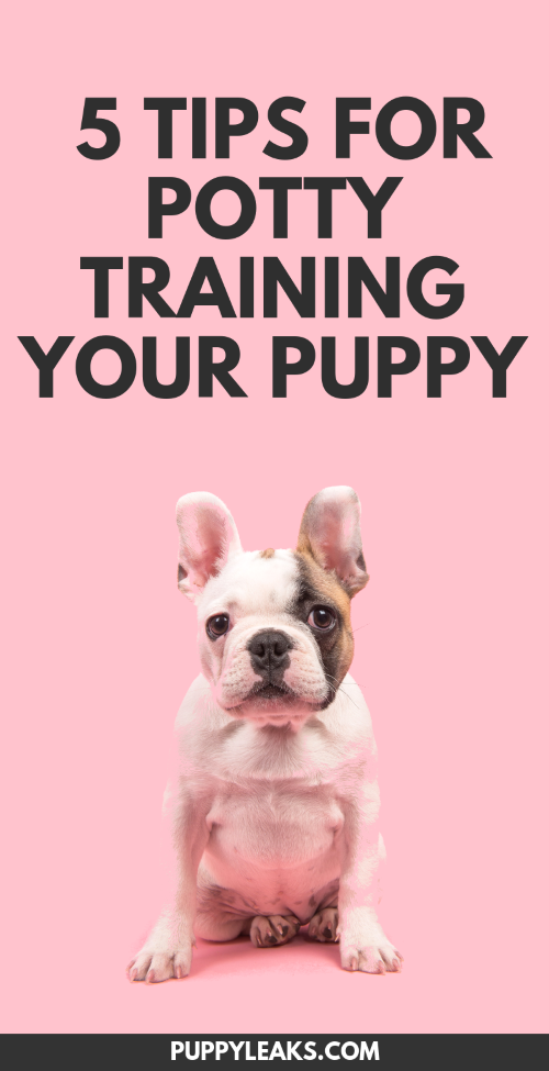 potty training puppy