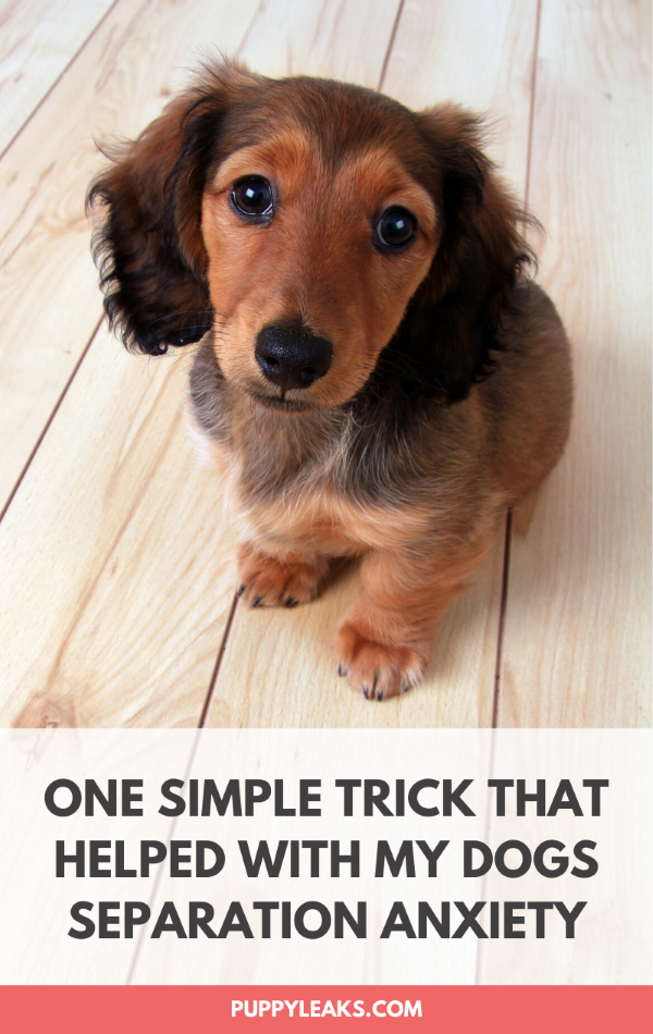 One trick for managing canine separation anxiety