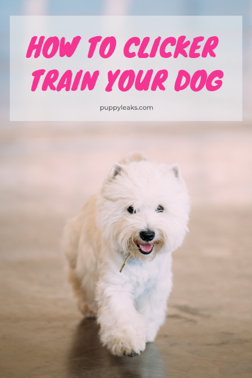 How to clicker train your dog