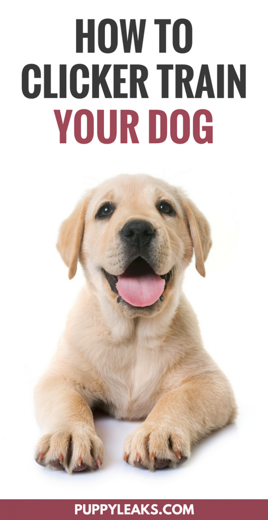 How to Get Started With Clicker Training Your Dog - Puppy Leaks