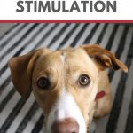 Mental Stimulation: Why “Mind Games” Are Good for Your Dog